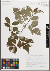 Foto von Salix L.